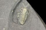 Pyritized Triarthrus Trilobite With Appendages - New York #129109-3